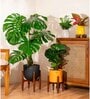 Monstera Deliciosa With Arbor Pot