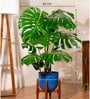 Monstera Deliciosa With Arbor Pot