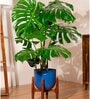 Monstera Deliciosa With Arbor Pot
