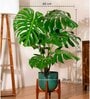 Monstera Deliciosa With Arbor Pot