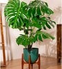 Monstera Deliciosa With Arbor Pot