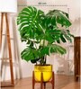Monstera Deliciosa With Arbor Pot