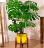 Monstera Deliciosa With Arbor Pot