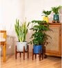 Sensevera Zeylanica Golden Snake Plant With Arbor Pot