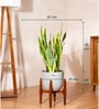 Sensevera Zeylanica Golden Snake Plant With Arbor Pot