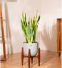 Sensevera Zeylanica Golden Snake Plant With Arbor Pot