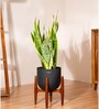 Sensevera Zeylanica Golden Snake Plant With Arbor Pot