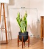 Sensevera Zeylanica Golden Snake Plant With Arbor Pot