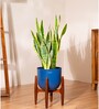 Sensevera Zeylanica Golden Snake Plant With Arbor Pot