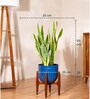 Sensevera Zeylanica Golden Snake Plant With Arbor Pot
