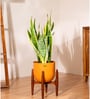 Sensevera Zeylanica Golden Snake Plant With Arbor Pot