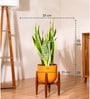 Sensevera Zeylanica Golden Snake Plant With Arbor Pot