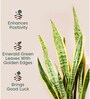 Sensevera Zeylanica Golden Snake Plant With Arbor Pot