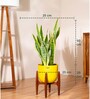Sensevera Zeylanica Golden Snake Plant With Arbor Pot