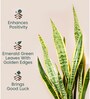 Sensevera Zeylanica Golden Snake Plant With Arbor Pot