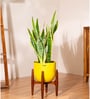 Sensevera Zeylanica Golden Snake Plant With Arbor Pot