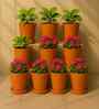 10 Pcs Red Terracotta 3.5 Inchs Planters