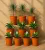 10 Pcs Red Terracotta 3.5 Inchs Planters