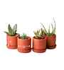 10 Pcs Red Terracotta 4 Inchs Planters