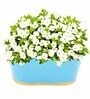 12 Inches Oval Rectangular Sky Blue Metal Planter