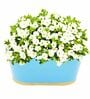 12 Inches Oval Rectangular Set of 3 Sky BlueMetal Planter