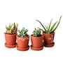 12 Pcs Red Terracotta 3.5 Inchs Planters