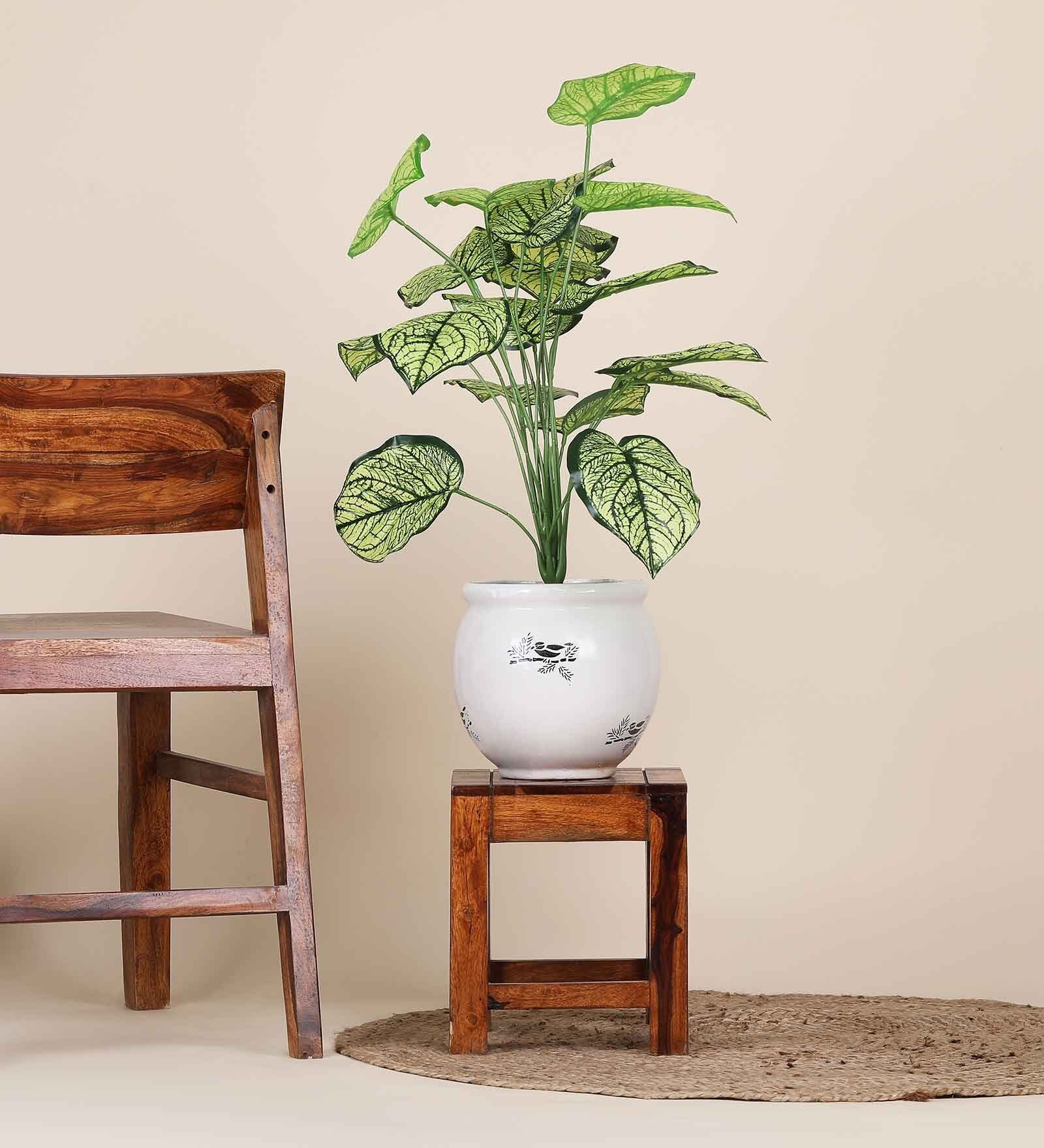 18 Leaf Caladium Plant Bunch  2 Feet Tall without Pot Indoor Plants