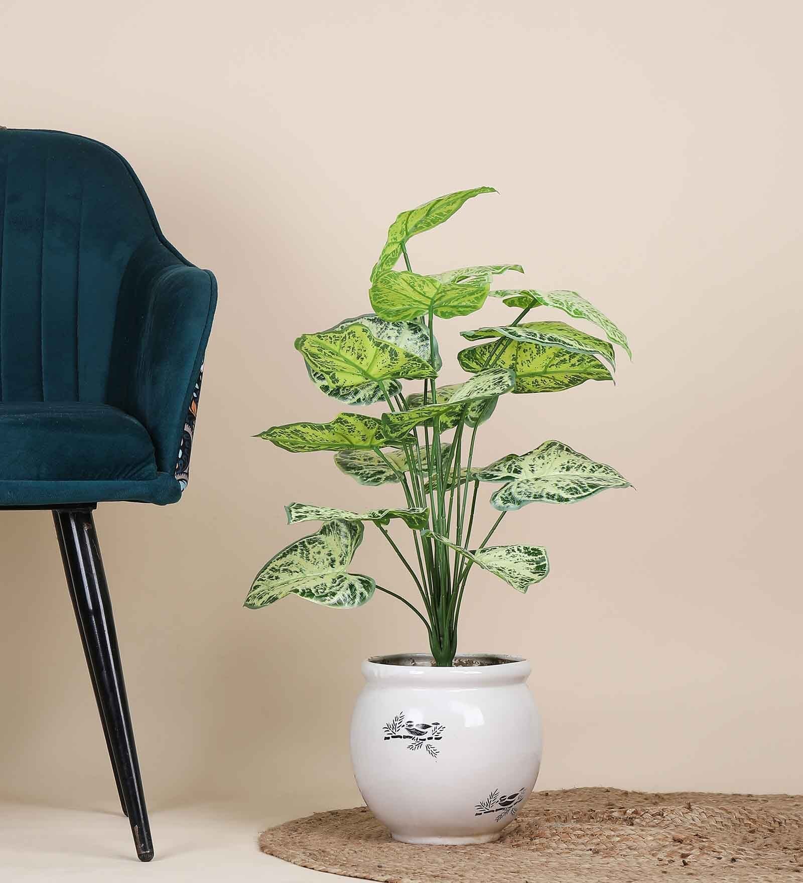 18 Leaf Light Green Alocasia Plant Bunch  2 Feet Tall without Pot