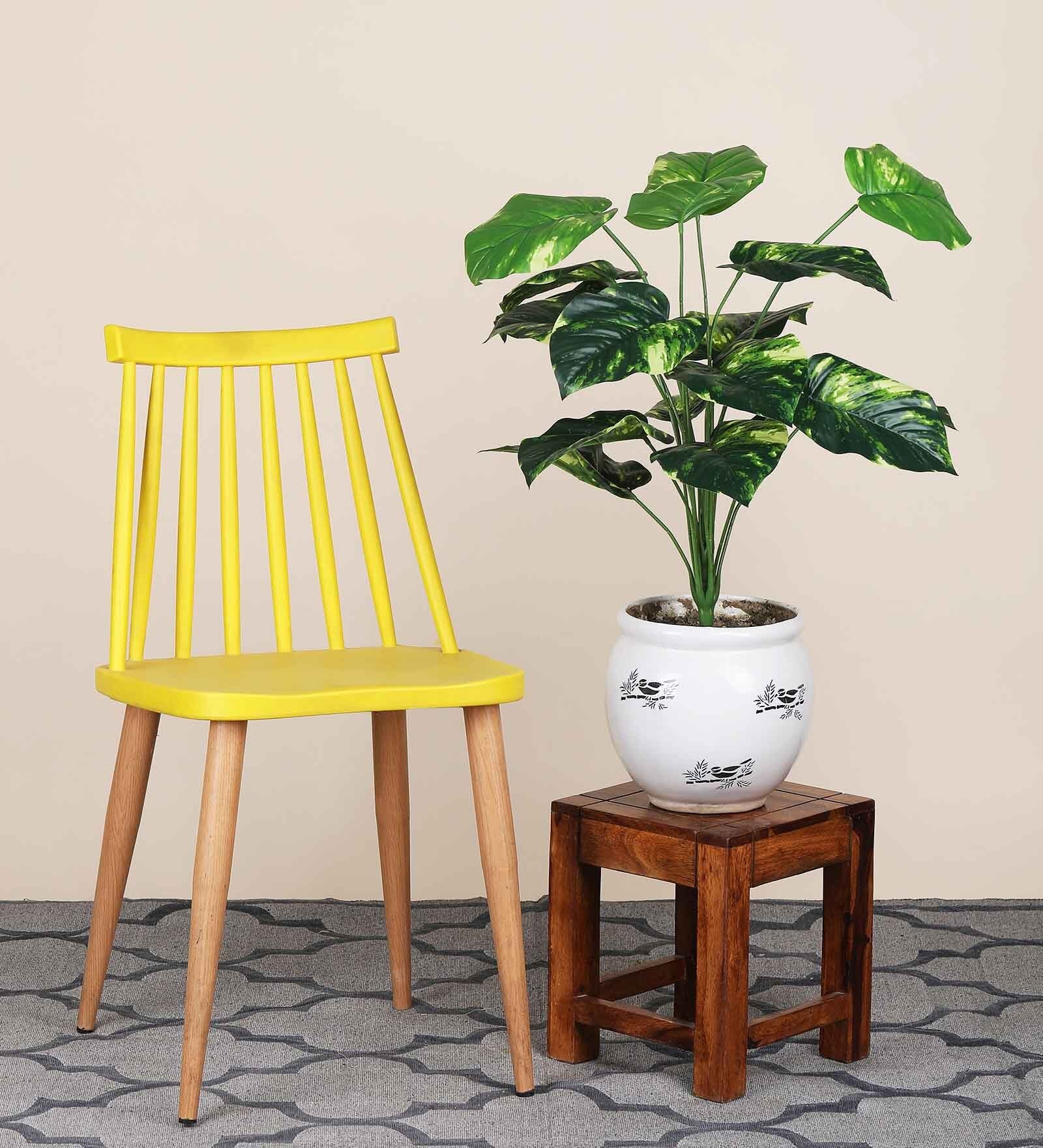 18 Leaf Money Plant Bunch 2 Feet Tall without Pot Indoor Plants