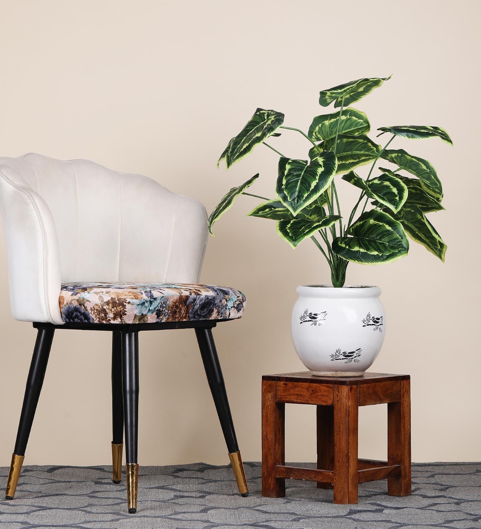 18 Leaf Money Plant Bunch with White Border  2 Feet Tall without Pot