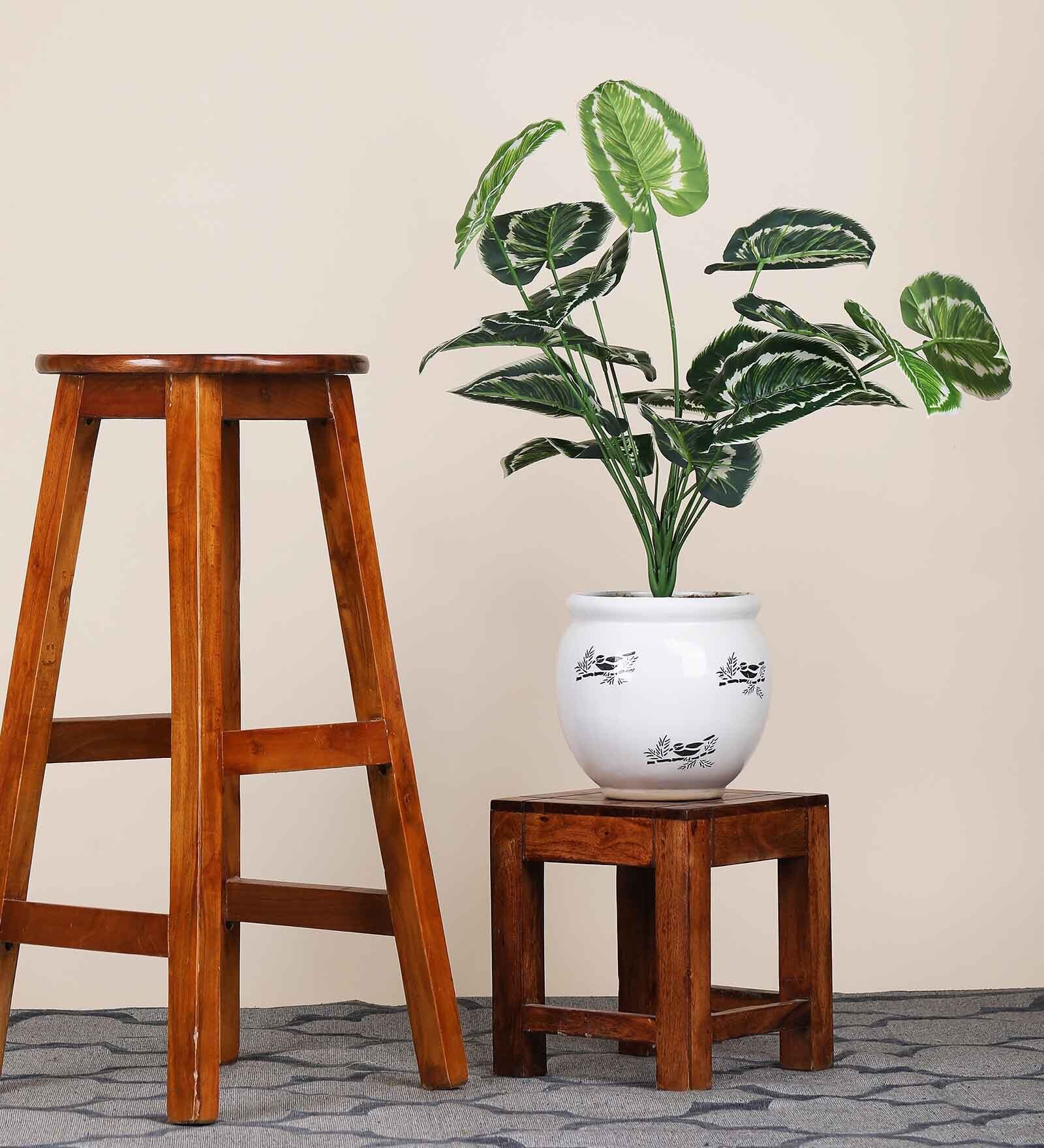 18 Leaf Money Plant Bunch with Yellow Border 2 Feet Tall without Pot