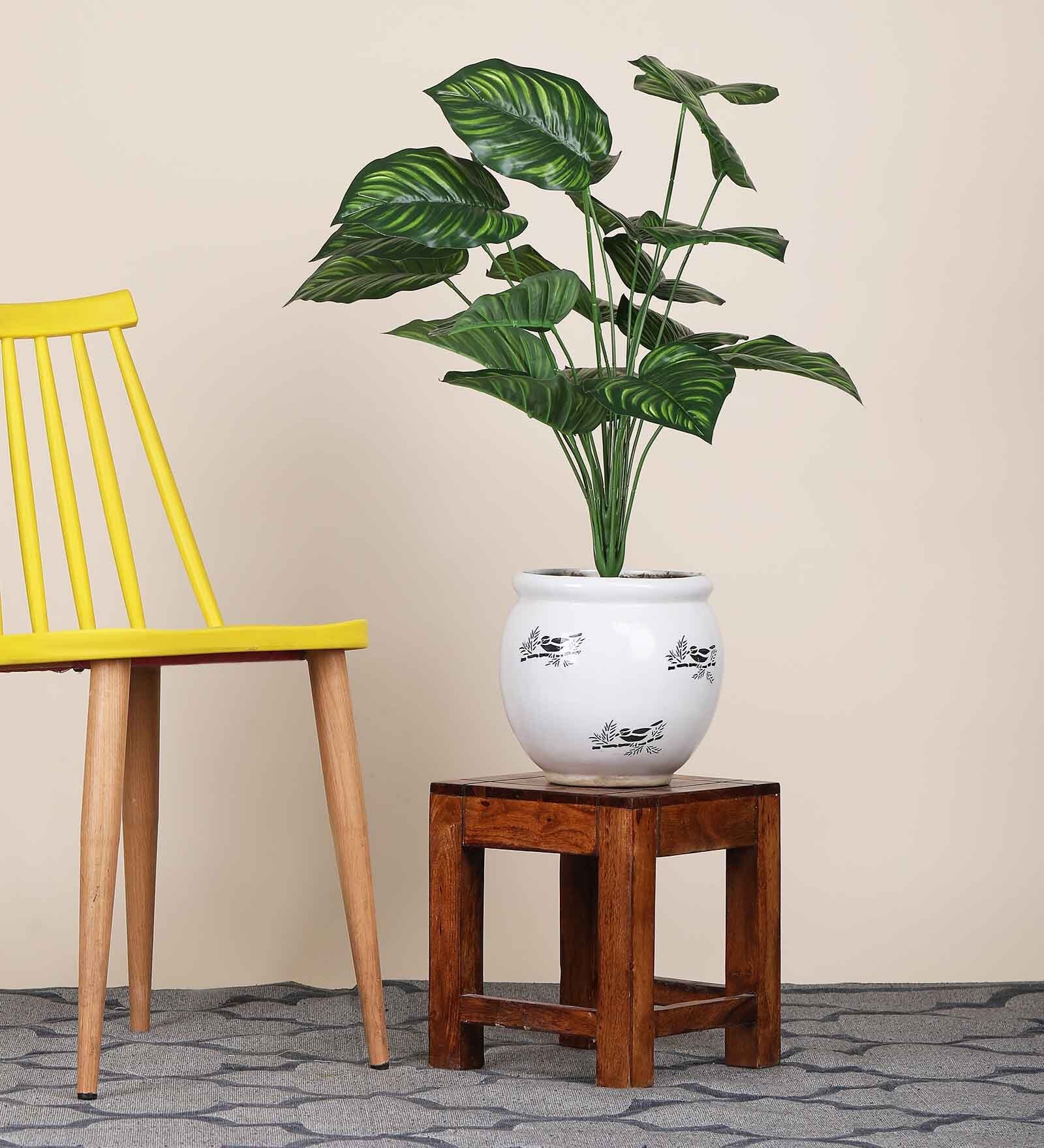 18 Leaf Philodendron Plant Bunch  2 Feet Tall without Pot