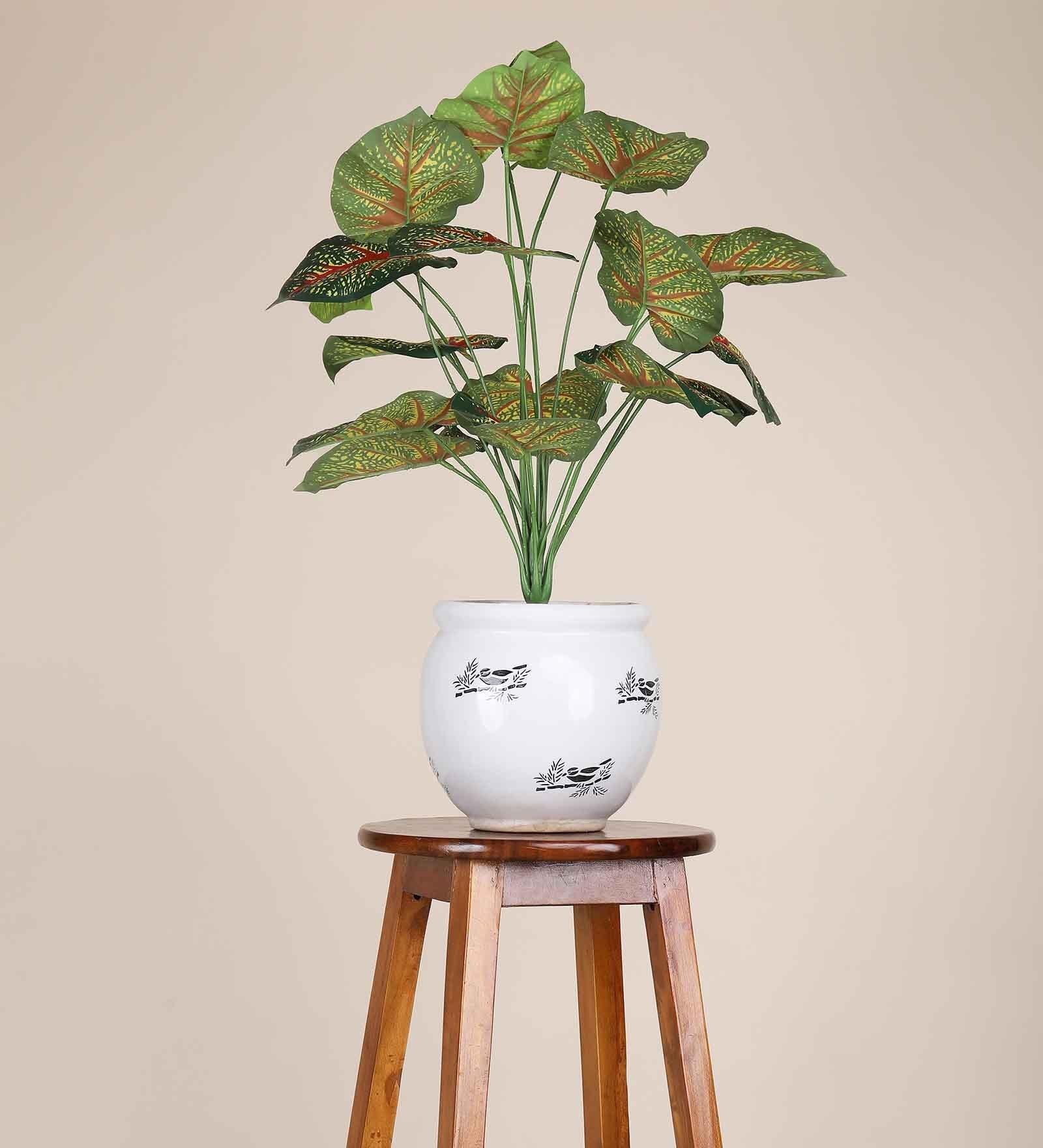 18 Leaf Red Caladium Plant Bunch  2 Feet Tall without Pot