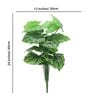 18 Leaf Dark Green Alocasia Plant Bunch  2 Feet Tall without Pot