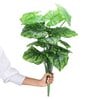 18 Leaf Dark Green Alocasia Plant Bunch  2 Feet Tall without Pot
