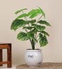 18 Leaf Dark Green Alocasia Plant Bunch  2 Feet Tall without Pot