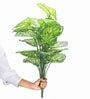 18 Leaf Light Green Alocasia Plant Bunch  2 Feet Tall without Pot
