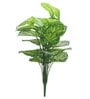18 Leaf Light Green Alocasia Plant Bunch  2 Feet Tall without Pot