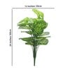 18 Leaf Light Green Alocasia Plant Bunch  2 Feet Tall without Pot