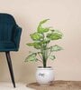 18 Leaf Light Green Alocasia Plant Bunch  2 Feet Tall without Pot
