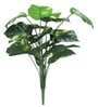 18 Leaf Money Plant Bunch 2 Feet Tall without Pot Indoor Plants