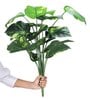 18 Leaf Money Plant Bunch 2 Feet Tall without Pot Indoor Plants