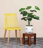 18 Leaf Money Plant Bunch 2 Feet Tall without Pot Indoor Plants