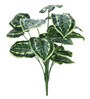18 Leaf Money Plant Bunch with White Border  2 Feet Tall without Pot