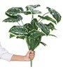 18 Leaf Money Plant Bunch with White Border  2 Feet Tall without Pot