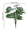 18 Leaf Money Plant Bunch with White Border  2 Feet Tall without Pot