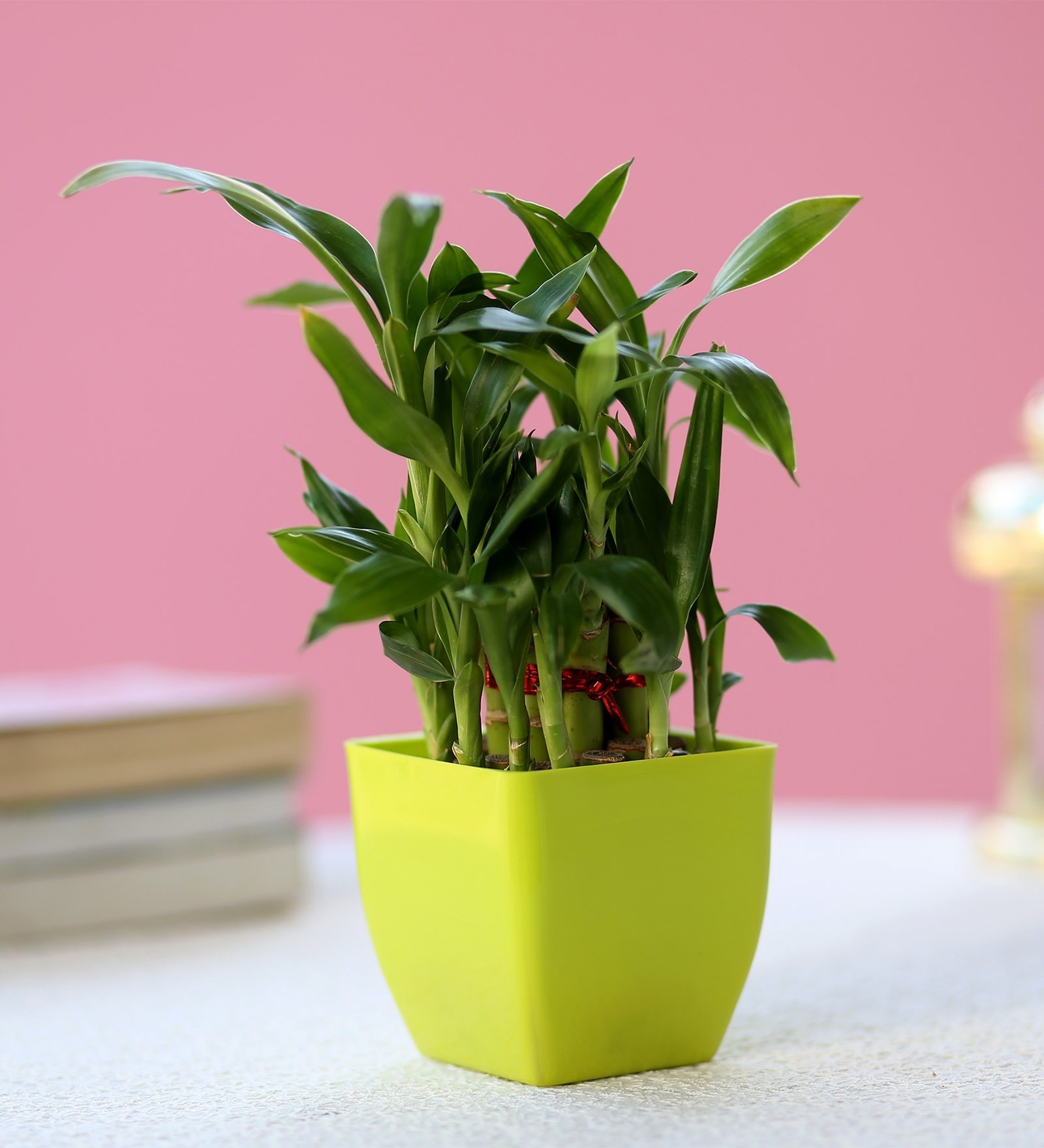 Buy Green 2 Layer Bamboo Plant In Green Melamine Pot by Ferns N Petals 