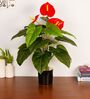 2.1Ft Artificial Anthurium Plant with Red Flowers with Black Pot