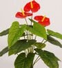 2.1Ft Artificial Anthurium Plant with Red Flowers with Black Pot