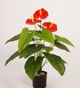 2.1Ft Artificial Anthurium Plant with Red Flowers with Black Pot